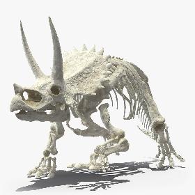 3D Triceratops Horridus Skeleton